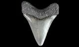Juvenile Megalodon Tooth - Georgia #99146-1